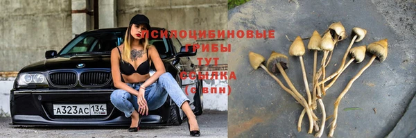 прущие грибы Россошь